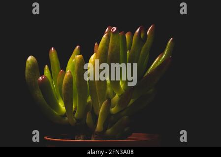 Makro Nahaufnahme Porträt einer Crassula Ovata Sukkulenten Pflanze Stockfoto