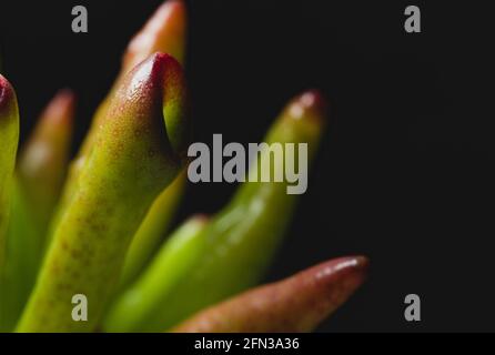 Makro Nahaufnahme Porträt einer Crassula Ovata Sukkulenten Pflanze Stockfoto