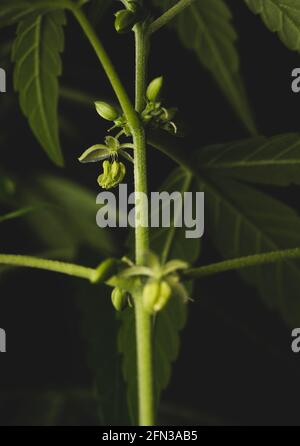 Makro-Nahaufnahme eines männlichen Marihuana-Cannabis-Werks Blumen Stockfoto