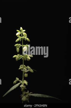 Makro-Nahaufnahme eines männlichen Marihuana-Cannabis-Werks Blumen Stockfoto
