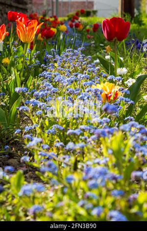 Blumenbeet auf der Straße: alpine Forget-Me-Not (Myosotis alpestris) und rote Tulpe (Tulipa) im Frühjahr Stockfoto