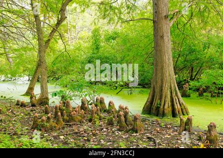 Glatzenbaum und Zypressenkniee. Salt Creek Nature Preserve, Cook County, Illinois. Stockfoto