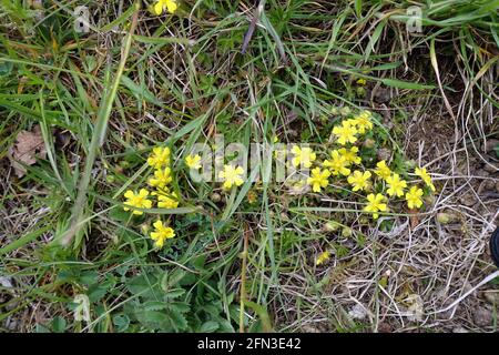 Frühlings-Fingerkraut (Potentilla neumanniana, SYN. Potentilla tabernaemontani, Potentilla verna), blühende Pflanze im Habitat, Mechernich, Nordrhein Stockfoto