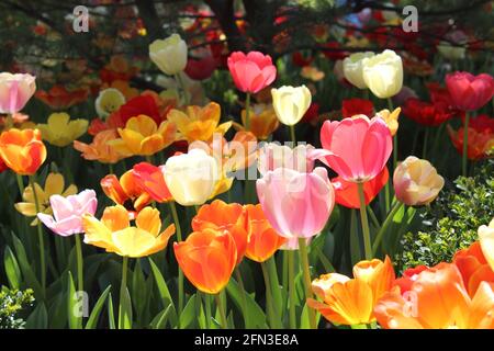 Schöne, bunte Tulpen, die in einem Gartenbett wachsen Stockfoto