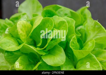 Junger Eisbergsalat, bereit zum Auspflanzen, Nahaufnahme Makroaufnahme mit selektivem Fokus verschwommener Hintergrund frische grüne Blätter bilden einen idealen Hintergrund Stockfoto