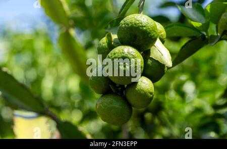 Zitrushystrix, die sogenannte Kaffir-Limette, ist eine Zitrusfrucht, die im tropischen Südostasien und Südchina beheimatet ist. Ausgewählter Fokus. Stockfoto