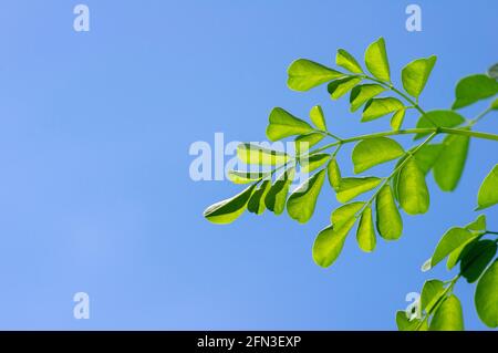 Kelor- oder Drumstick-Baum (Moringa oleifera) mit grünen Blättern, ausgewählter Fokus, mit blauem Himmel Hintergrund. Sie hat gemeinsame Namen: Meerrettich-Baum und ben Stockfoto