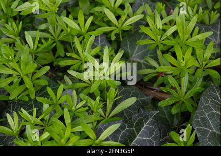Nahaufnahme einer süßen Waldmeister-Pflanze (Galium odoratum) mit grünen Blättern im Frühjahr. Stockfoto