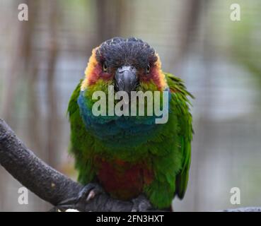 Ein Porträt eines Blaukehligen Conure Stockfoto