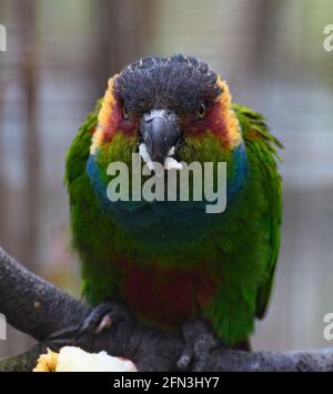 Ein Porträt eines Blaukehligen Conure Stockfoto