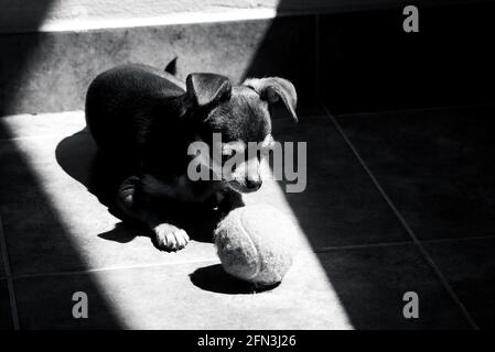 Niedlicher kleiner brauner chihuahua Hund, der traurig auf sein Tennis schaut Ballspielzeug, während Sie sich bei Sonnenlicht in Schwarz und Weiß ausruhen Stockfoto