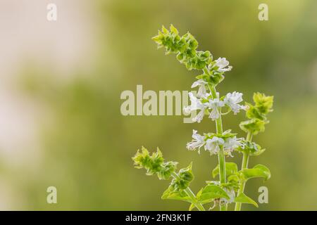 basilikum Pflanze Blumen auf entkochten grünen Hintergrund drinnen mit natürlichen Tageslicht Stockfoto