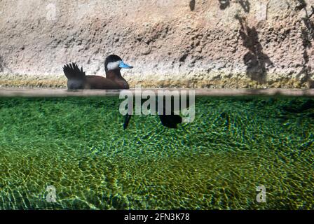 NA Ruddy Duck (blauer Schnabel) paddelt aus einer Split-Level-Perspektive durch das Wasser, über und unter dem Wasserspiegel. Unterwasser-Split-Bild von Ente. Stockfoto