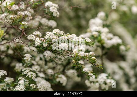 Der Baum blüht im Frühling. Kirschblüten, wenn auch vielleicht nicht. Stockfoto