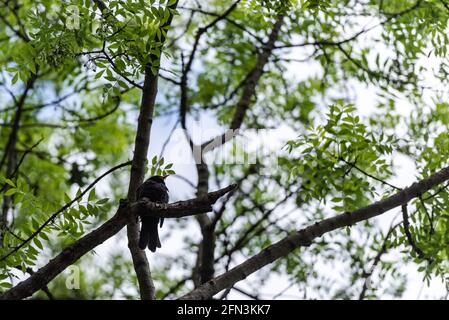 Vogel auf einem Baum im Frühling. Ein Vogel mit einem orangefarbenen Schnabel sitzt auf einem Ast, Foto unten. Stockfoto