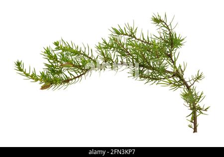 Wacholder, Juniperus communis Zweig isoliert auf weißem Hintergrund Stockfoto