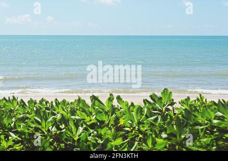 Blick auf den Ozean an einem ruhigen Strand von Palm Cove, Queensland, Australien. Stockfoto