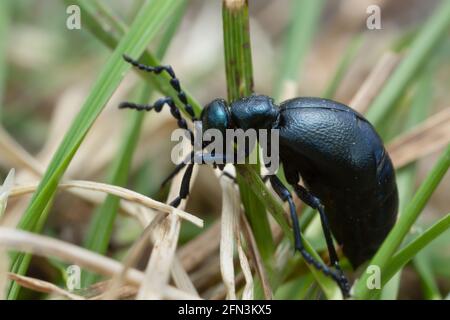 Weiblicher Ölkäfer, Meloe proscarabaeus auf Gras Stockfoto