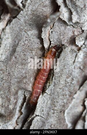 Ameisenkäfer, Thanasimus formicarius auf Kiefernrinde Stockfoto