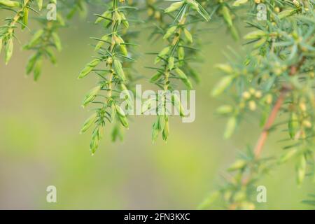 Wacholder, Juniperus communis Zweig Stockfoto