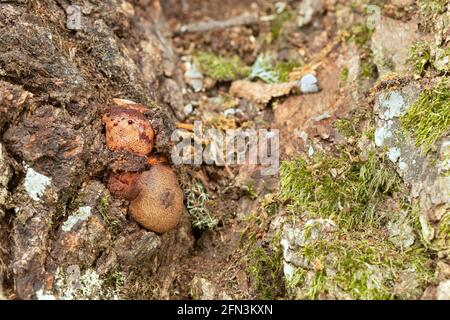 Junge Fruchtkörper von Ochsenzunge, Fistulina hepatica wächst auf Eiche Stockfoto