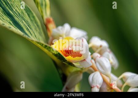 Shell Ingwer Blumen Tag Nahaufnahme Makro Stockfoto