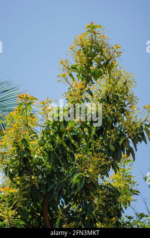 Zarte Blätter Und Blüten Des Avocado-Baumes Stockfoto
