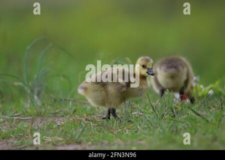 Junge Kanadagänse grasen im Frühjahr auf einer Wiese Stockfoto