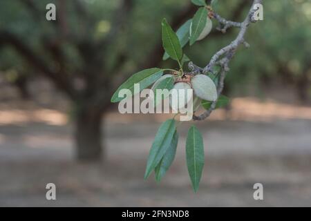 Mandeln wachsen an einem Zweig in einem Mandelgarten im San Joaquin Valley in Kalifornien. Stockfoto