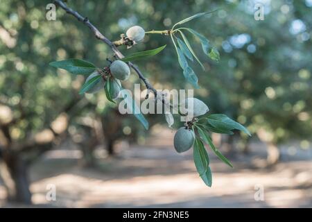 Mandeln wachsen an einem Zweig in einem Mandelgarten im San Joaquin Valley in Kalifornien. Stockfoto