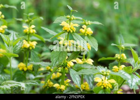 Lamium galeobdolon, gelbe Erzengel Frühlingsblumen Nahaufnahme selektiver Fokus Stockfoto