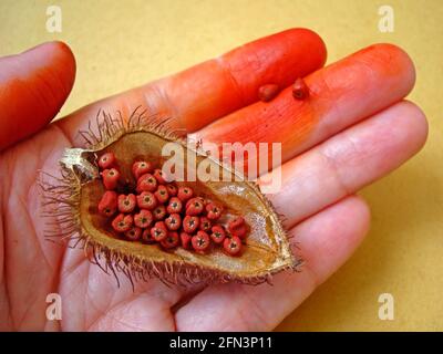 Achiotensamen (Bixa orellana) zur Hand Stockfoto