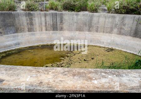 Lyngbya Majuscula Im Tankwasser Stockfoto