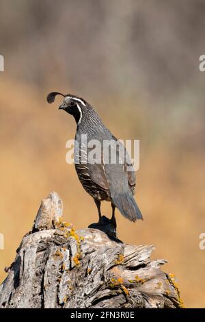 California Quail Rooster, Callipepla californica, im Wachdienst im kalifornischen San Joaquin Valley. Stockfoto