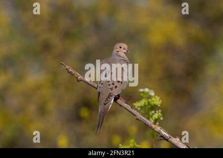 Trauertaube, erwachsener Mann, Zenaida macroura, San Joaquin Valley, Merced National Wildlife Refuge, Grasland Ecological Area, Kalifornien Stockfoto