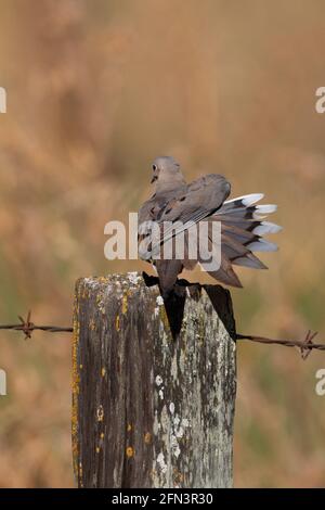 Trauertaube breitet Schwanzfedern aus, Zenaida macroura, San Joaquin Valley, San Luis National Wildlife Refuge, Merced County, Kalifornien Stockfoto