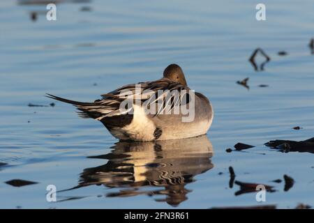 Northern Pintail drake, Anas acuta, liegt im seichten Feuchtgebiet des Merced National Wildlife Refuge, San Joaquin Valley, Merced County, Kalifornien Stockfoto