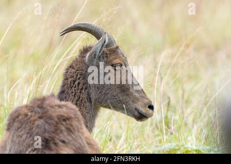 Nahaufnahme von nilgiri Tahr (Nilgiriragus hylocrius) aus dem Eravikulam Nationalpark, Munnar, die eine der besten touristischen Lage in kerala ist. Stockfoto