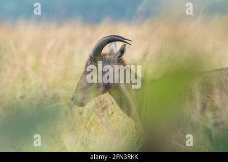 Nahaufnahme von nilgiri Tahr (Nilgiriragus hylocrius) aus dem Eravikulam Nationalpark, Munnar, die eine der besten touristischen Lage in kerala ist. Stockfoto