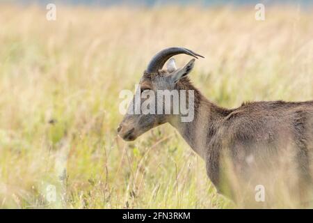 Nahaufnahme von nilgiri Tahr (Nilgiriragus hylocrius) aus dem Eravikulam Nationalpark, Munnar, die eine der besten touristischen Lage in kerala ist. Stockfoto