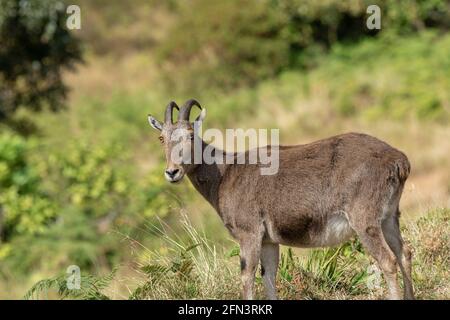 Nahaufnahme von nilgiri Tahr (Nilgiriragus hylocrius) aus dem Eravikulam Nationalpark, Munnar, die eine der besten touristischen Lage in kerala ist. Stockfoto