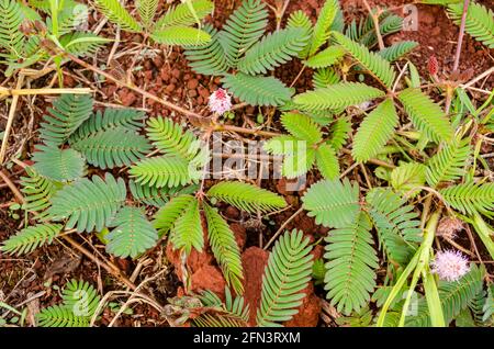 Werk Mimosa Stockfoto