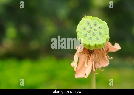 Ein Lotus-Seed-Kopf Stockfoto