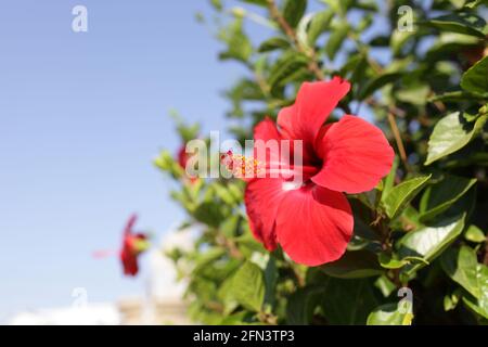 Hibiscus ist eine Gattung von blühenden Pflanzen in der Malbe Familie Stockfoto