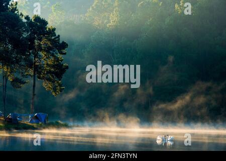 Am Morgen schwimmen am Pang Ung See, Provinz Pang Ung Mae Hong Son, nördlich von thailand, zwei Schwäne. Stockfoto