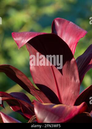 Nahaufnahme Rote Blätter von Cordyline fruticosa Baum isoliert auf Hintergrund Der Natur Stockfoto