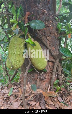 Jackfrucht ist die größte Frucht eines Baumes. Hier wächst in den Tropen Stockfoto