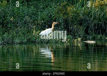 Rinderreiher Reflexion im Wasser Tag sieht richtig aus Stockfoto