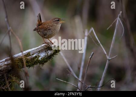 Der eurasische Zaunkönig - Troglodytes troglodytes. Ist ein sehr kleiner Insektenfresser Vogel. Stockfoto