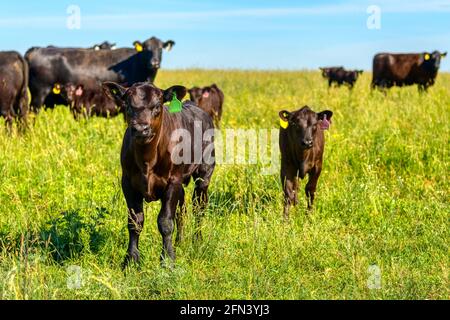 Schwarze Anguskälber grasen auf einer grünen Wiese. Stockfoto